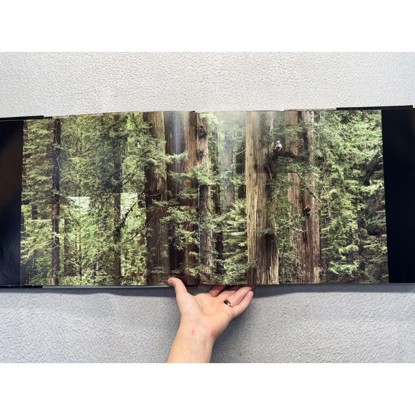 Tree: A New Vision Of The American Forest By James Balog #439B