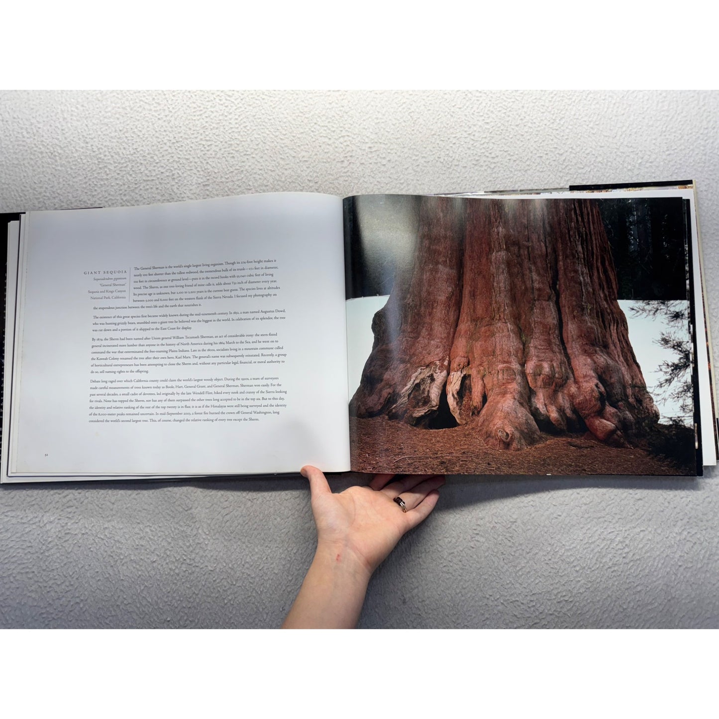 Tree: A New Vision Of The American Forest By James Balog #439B